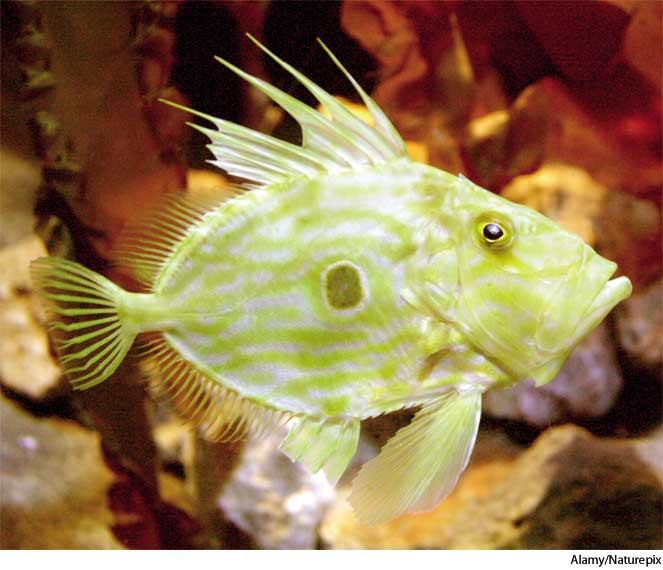 American Heritage Dictionary Entry: John Dory